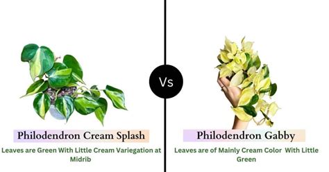 philodendron gabby vs cream splash